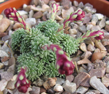 Saxifraga 'Kirke' 